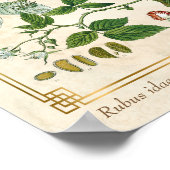 Vintage Pflanze Rote Himbeere Botanische Poster (Ecke)