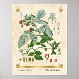 Vintage Pflanze Rote Himbeere Botanische Poster