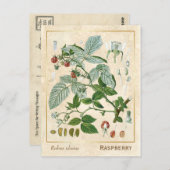 Vintage Pflanze Rote Himbeere Botanische Postkarte (Vorne/Hinten)