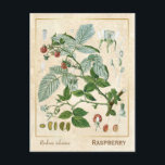 Vintage Pflanze Rote Himbeere Botanische Postkarte<br><div class="desc">Mit Charmed Life's Vintagen Kräuterpostkarten mit deutschen Lithographien medizinischer Pflanze und Kräutern aus Franz Eugen Köhlers "Medizinal-" oder "Medizinal-Pflanze" von 1887 können Sie den Charme von gestern erfassen. Rubus idaeus (Himbeere, auch rote Himbeere genannt oder gelegentlich als europäische Himbeere bezeichnet, um sie von anderen Himbeeren zu unterscheiden) ist eine in...</div>