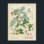 Vintage Pflanze Rote Himbeere Botanische Postkarte<br><div class="desc">Mit Charmed Life's Vintagen Kräuterpostkarten mit deutschen Lithographien medizinischer Pflanze und Kräutern aus Franz Eugen Köhlers "Medizinal-" oder "Medizinal-Pflanze" von 1887 können Sie den Charme von gestern erfassen. Rubus idaeus (Himbeere, auch rote Himbeere genannt oder gelegentlich als europäische Himbeere bezeichnet, um sie von anderen Himbeeren zu unterscheiden) ist eine in...</div>