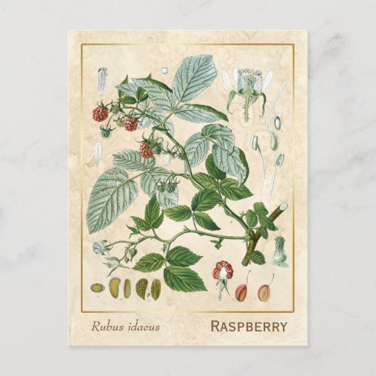 Vintage Pflanze Rote Himbeere Botanische Postkarte (Vorderseite)