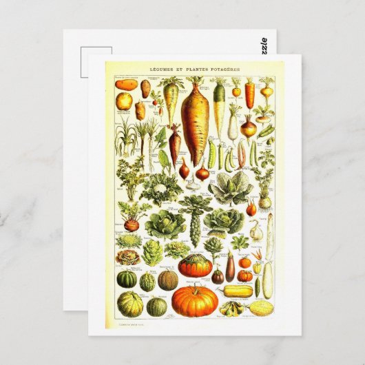 Vintage pflanzliche Botanische Illustration Postka Postkarte (Vorne/Hinten)