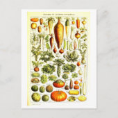 Vintage pflanzliche Botanische Illustration Postka Postkarte (Vorderseite)