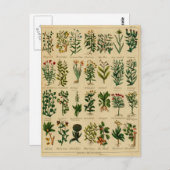 Vintage pflanzliche Postkartenserie - 3 Postkarte (Vorne/Hinten)