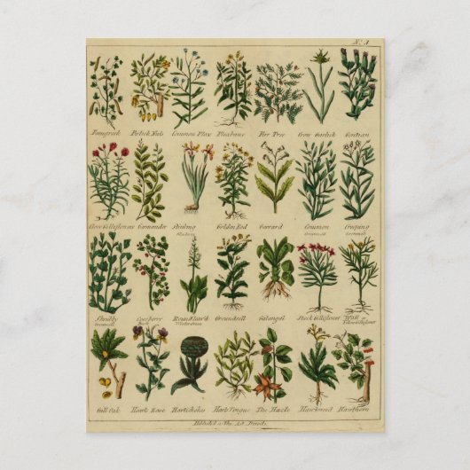 Vintage pflanzliche Postkartenserie - 3 Postkarte (Vorderseite)