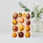 Vintage Pflaumen Antike Pflaume FruchtIllustration Postkarte (Stehend Vorderseite)