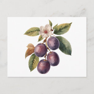 Vintage Pflaumenfruchtzweig mit Pflaumenblüte Postkarte