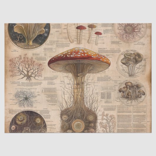 Vintage Pilz-Botanik-Chart (2) Seidenpapier (Vorderseite)