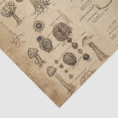 Vintage-Pilz-Botanik-Chart (5) Seidenpapier (Detail)