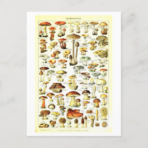 Vintage-Pilz-Botanik-Illustration Postkarte