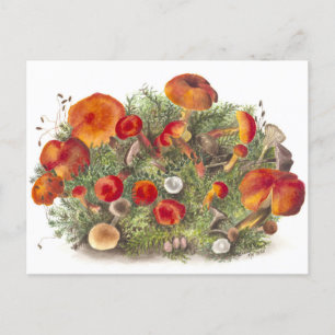 Vintage-Pilz-Botanik-Illustrations-Postkarte Postkarte