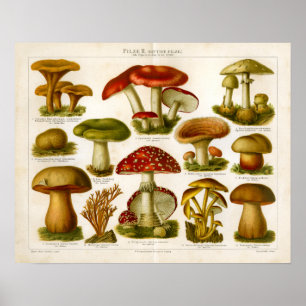 Vintage-Pilz-Pilze-Vielfalt Rot-Grün-Druck Poster