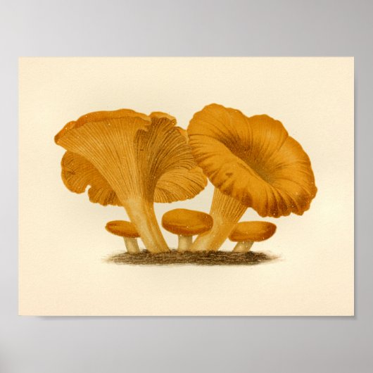 Vintage Pilze 1861 Art Print Yellow Fungus Poster (Vorne)