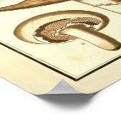 Vintage Pilze aus weißem Cap Art Print Poster (Ecke)