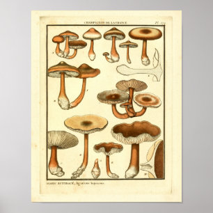 Vintage-Pilze Brauner Hut Französischer Kunstdruck Poster