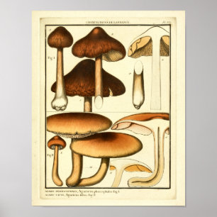 Vintage-Pilze Brauner Hut Französischer Kunstdruck Poster