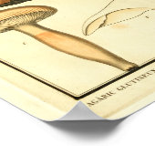 Vintage Pilze Brown Cap Französische Kunst drucken Poster (Ecke)