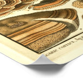 Vintage Pilze Brown Fungus Französische Kunst Poster (Ecke)