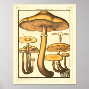 Vintage Pilze Brown Fungus Französische Kunst Poster