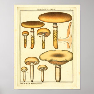 Vintage Pilze Brown Fungus Französische Kunst Poster
