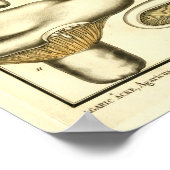 Vintage Pilze Brown White French Art Print Poster (Ecke)