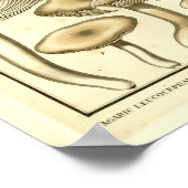 Vintage Pilze Brown White French Art Print Poster (Ecke)