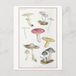 Vintage Pilze der BuchenwaldIllustration Postkarte