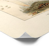 Vintage Pilze drucken Poster (Ecke)