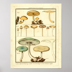 Vintage-Pilze Grün Gelb Französischer Kunstdruck Poster