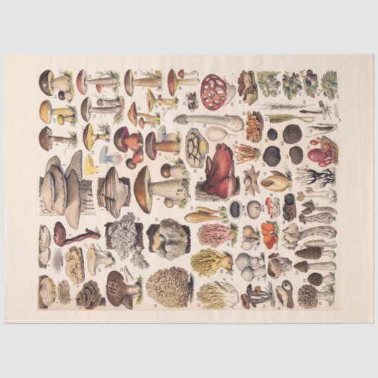 Vintage Pilze von Adolphmühle Seidenpapier (Vorderseite)