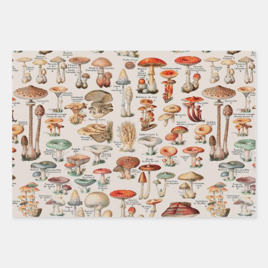 Vintage Pilzfungus-Illustration I Geschenkpapier Set (Vorderseite 2)