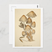 Vintage Pilzimitat Botanische Illustration Postkar Postkarte (Vorne/Hinten)