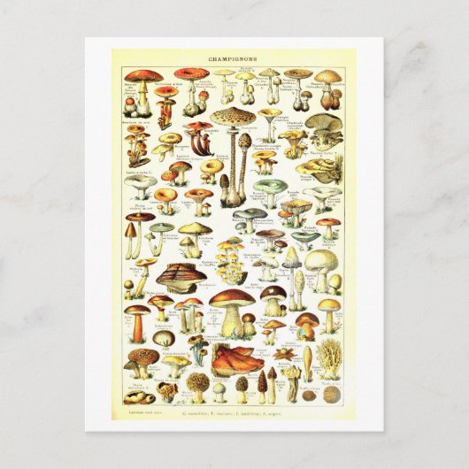 Vintage Pilzimitat Botanische Illustration Postkar Postkarte (Vorderseite)