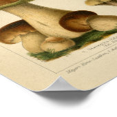 Vintage Pilzpilze Varieté Gelbbraun Poster (Ecke)