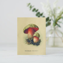 Vintage Pilzpostkarte | Botanische Illustration