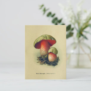 Vintage Pilzpostkarte   Botanische Illustration Postkarte