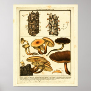 Vintage-Pilzsorten Französischer Kunstdruck Poster