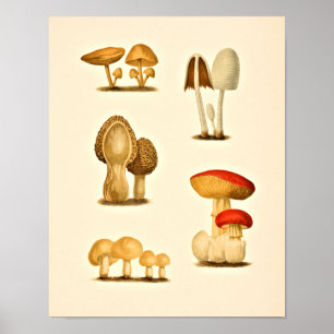 Vintage-Pilzsorten Kunstprint Rot Gelb Poster
