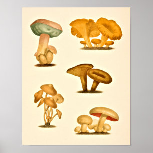 Vintage-Pilzsorten Kunstprint Rot Grün Poster