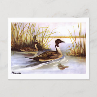 Vintage Pin-Tailed-Enten 1920er von R E Todhunter Postkarte