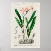 Vintage Pink Cattleya Orchid Botanical Poster (Vorne)