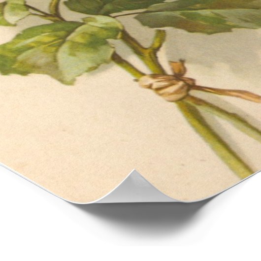 Vintage Pink Roses Poster (Ecke)