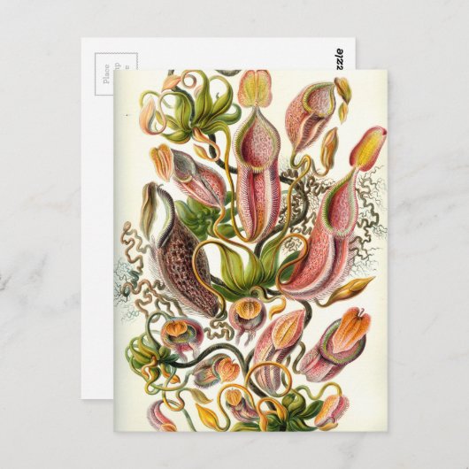 Vintage Pitcher-Pflanze Postkarte (Vorne/Hinten)