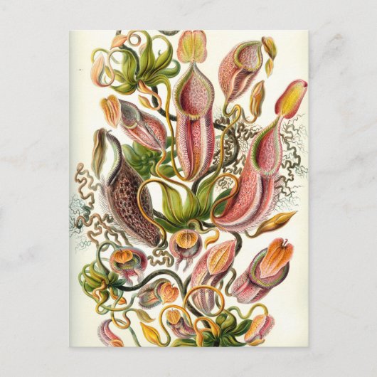 Vintage Pitcher-Pflanze Postkarte (Vorderseite)