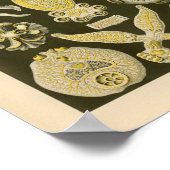 Vintage Platodes Colour Ernst Haeckel Art Print Poster (Ecke)