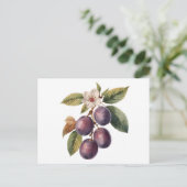 Vintage Plum Fruit Branch with Plum Blossom Postkarte (Stehend Vorderseite)