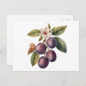 Vintage Plum Fruit Branch with Plum Blossom Postkarte (Vorne/Hinten)