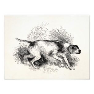 Vintage-Pointer-Jagdhund 1800s Pointer Hunde Fotodruck
