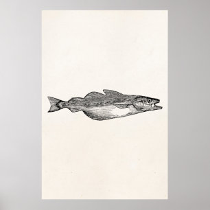 Vintage Pollack Fisch - Vorlage für Wasserfische Poster